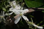 Leatherleaf clematis